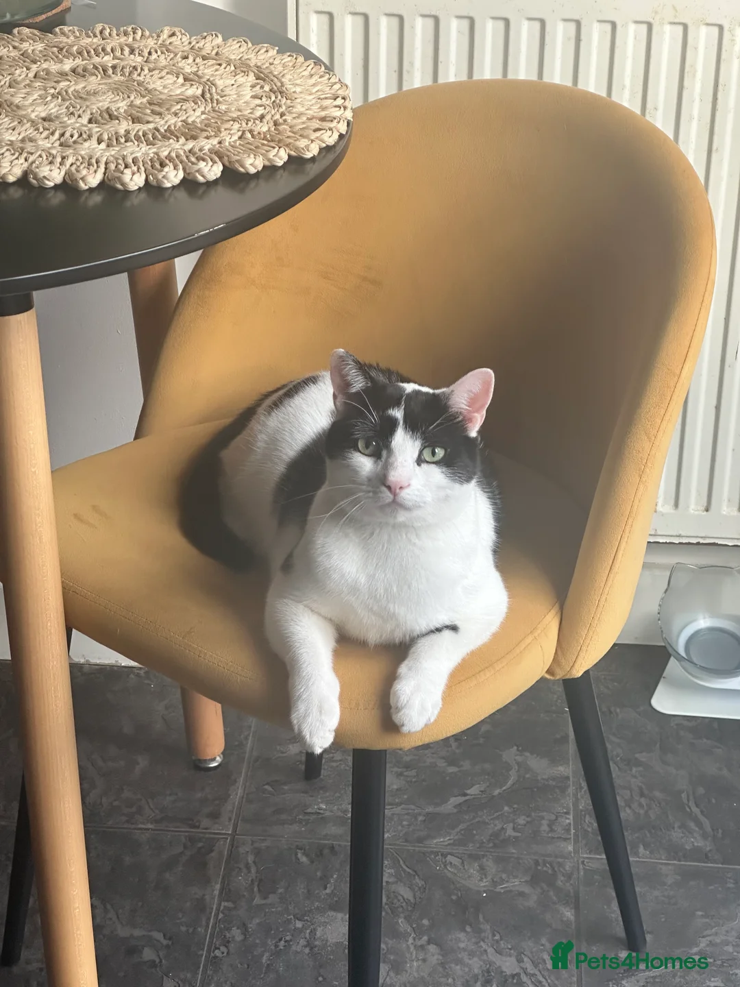 Domestic Shorthair cats for sale: Rehoming our beloved Milo - Advert 5