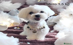 Maltese dogs for sale: ✨Exquisite KC 15 CH Maltese Brother & Sister💙💖 ✨ in Ipswich - Image 6