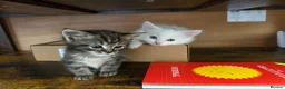 Turkish Angora cats for sale: Turkish angora mix with Persian - Advert 8