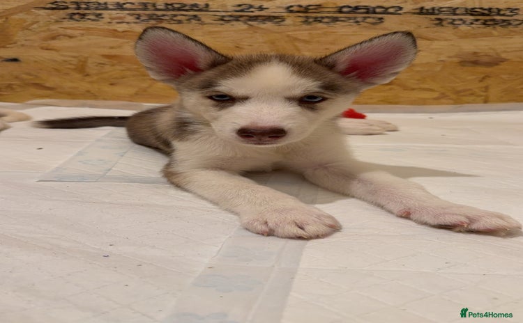 Siberian Husky dogs - Advert 1
