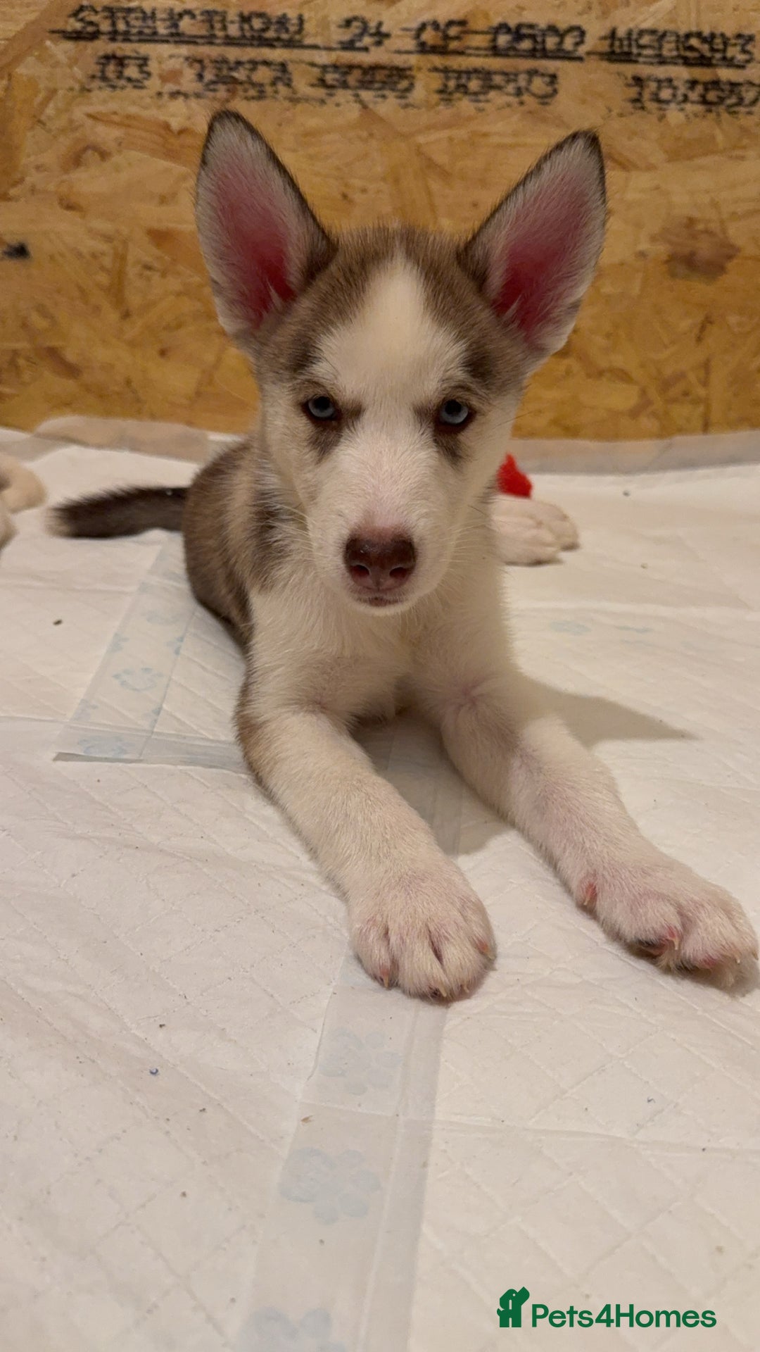 Siberian Husky dogs for sale: 2 Siberian husky puppies  - Image 1