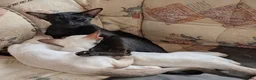 Siamese cats for sale: Beautiful Siamese kittens - Advert 1