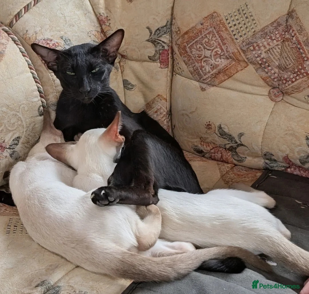 Siamese cats for sale: Beautiful Siamese kittens - Advert 1