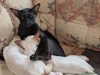 Siamese cats Beautiful Siamese kittens - Advert 1