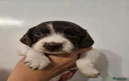 English Springer Spaniel dogs for sale: English Springer Spaniels Puppies 🐾 - Image 3