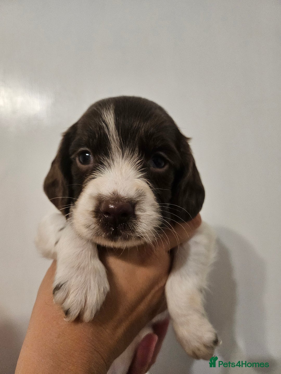 English Springer Spaniel dogs for sale: English Springer Spaniels Puppies 🐾 - Image 3