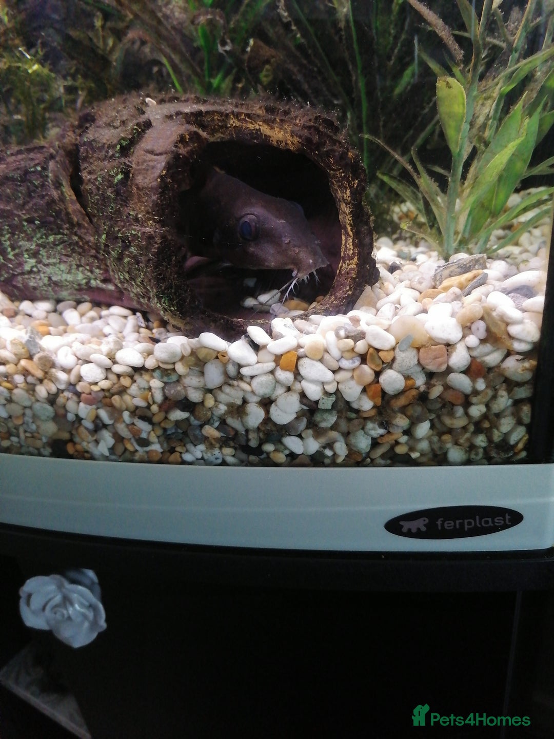 Catfish fish for sale: 2 large cat fish, aquarium and stand - Image 11