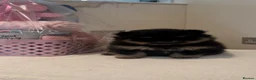 Pomeranian dogs for sale: Black and Tan Pomeranian puppies - Advert 2
