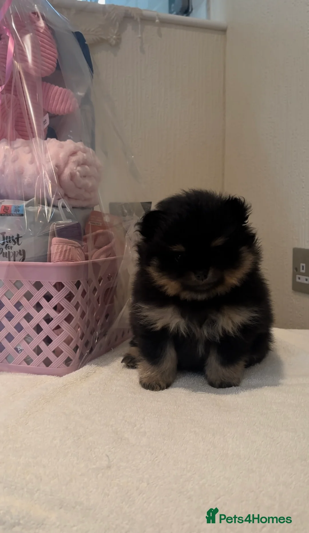 Pomeranian dogs for sale: Black and Tan Pomeranian puppies - Advert 2