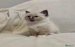 Ragdoll cats for sale: Beautiful Ragdoll kittens - Image 13