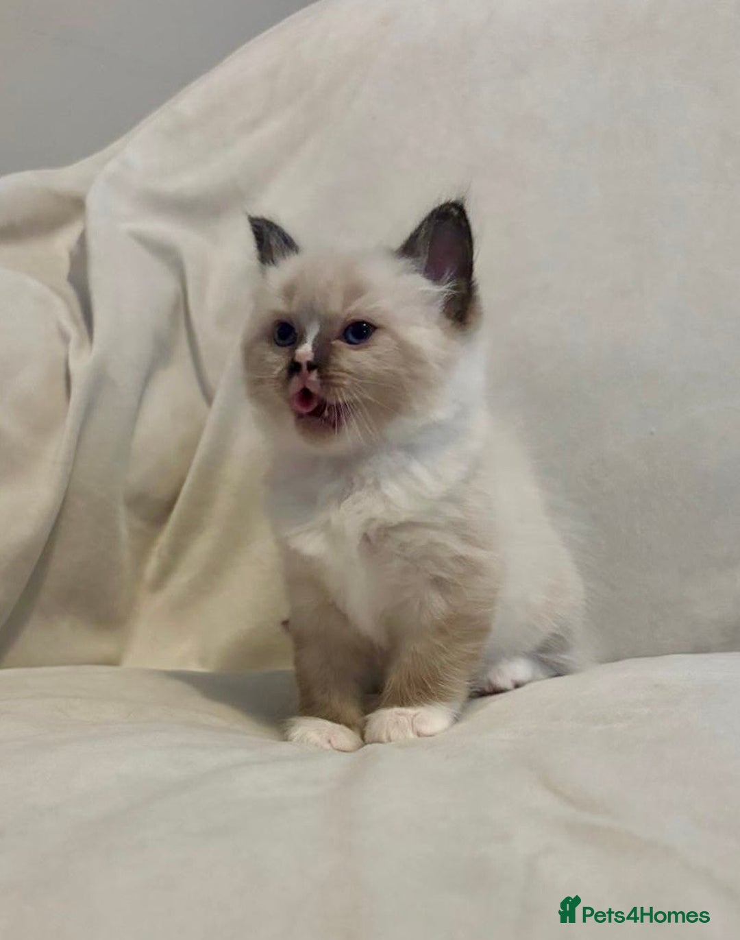 Ragdoll cats for sale: Beautiful Ragdoll kittens - Image 13