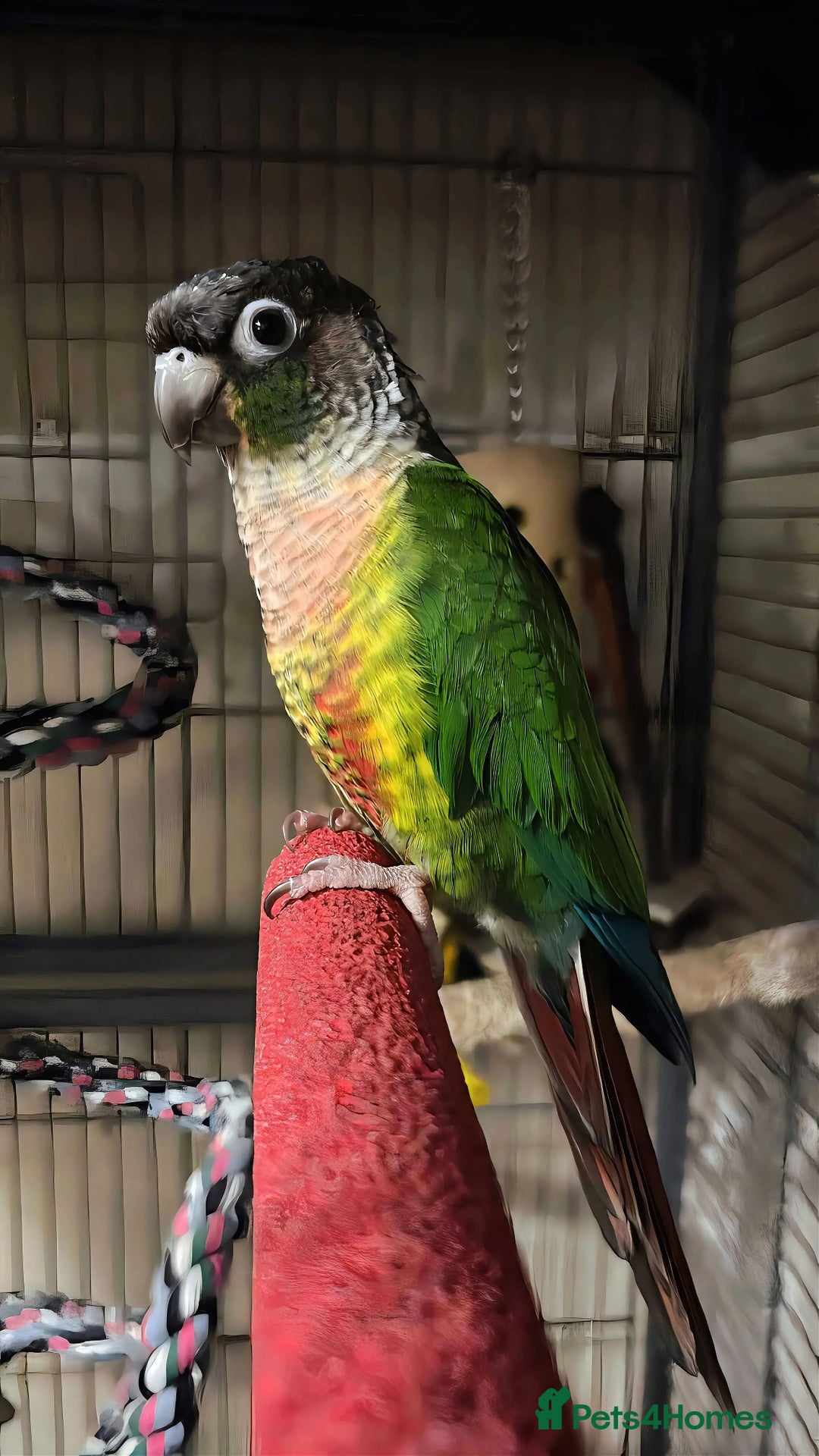 Conures birds for sale: Green check yellow sided conure , with xl cage - Advert 2