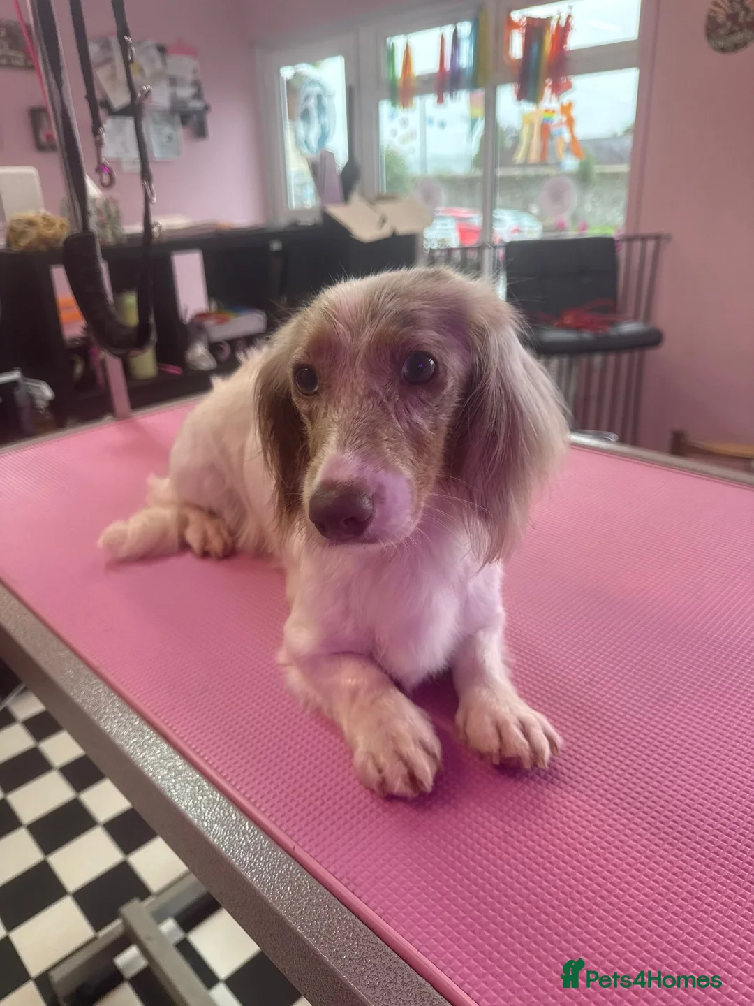 Miniature Dachshund dogs for sale: Mini dachshund pied  - Advert 2