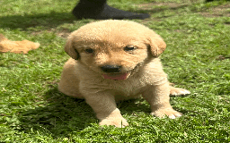 Labradoodle dogs for sale: Gorgeous F1b Labradoodle Puppies for loving homes. - Image 23