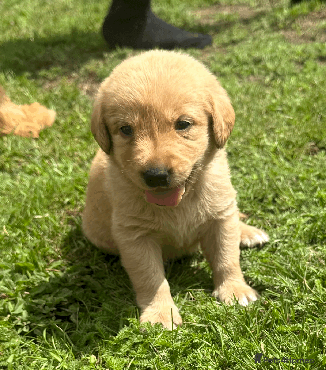 Labradoodle dogs for sale: Gorgeous F1b Labradoodle Puppies for loving homes. - Image 23