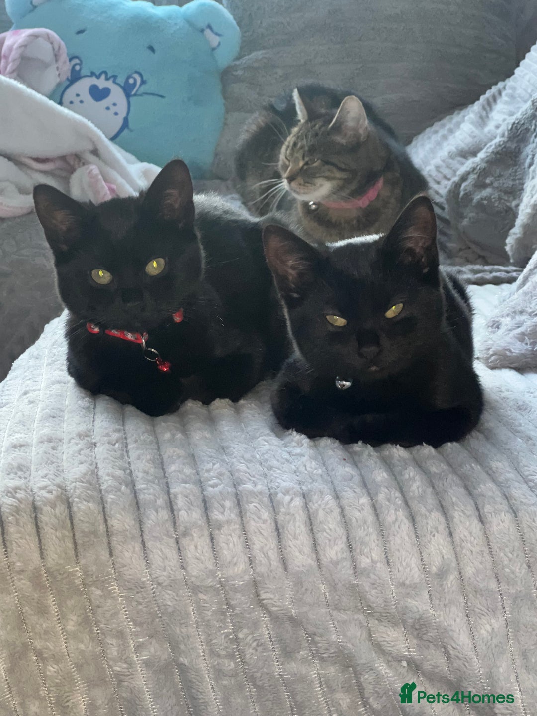 Domestic Shorthair cats for sale: Gorgeous black domestic short hair females  - Advert 2