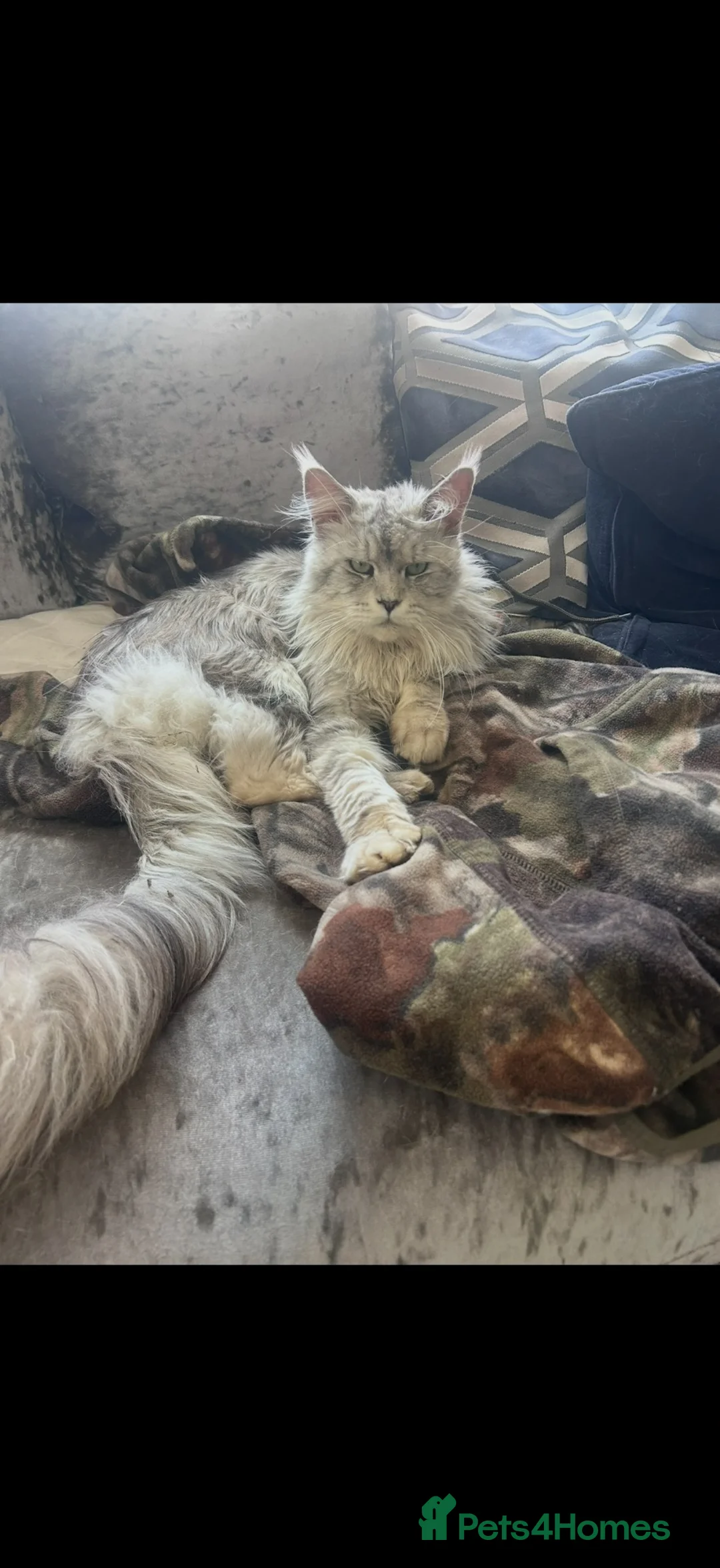 Maine Coon cats for sale: Maine coon x ragdoll kittens  - Advert 12
