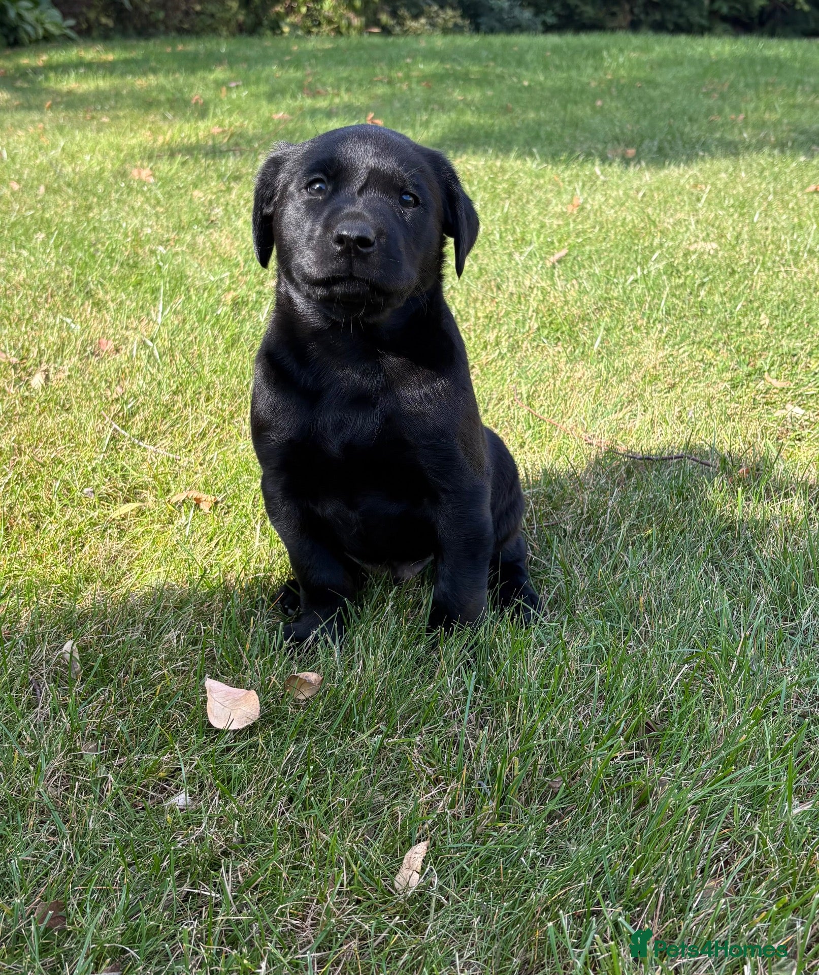 Labrador Retriever dogs Handsome Labrador dogs available  - Advert 1