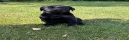 Labrador Retriever dogs for sale: Handsome Labrador dogs available  in Durham - Advert 1