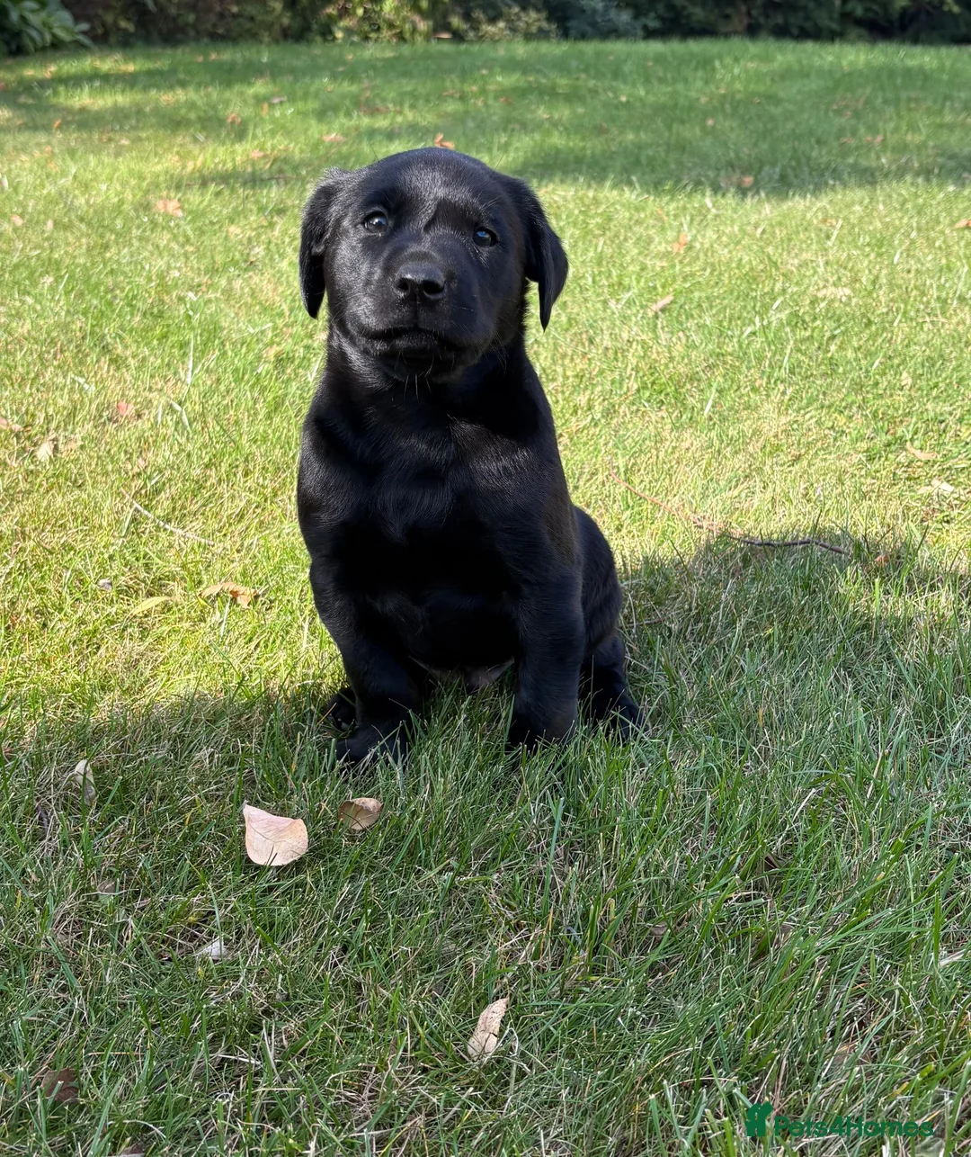 Labrador Retriever dogs for sale: Handsome Labrador dogs available  in Durham - Advert 1