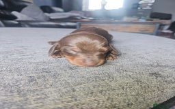 Dachshund dogs for sale: 3/4 Dachsunds  - Image 40