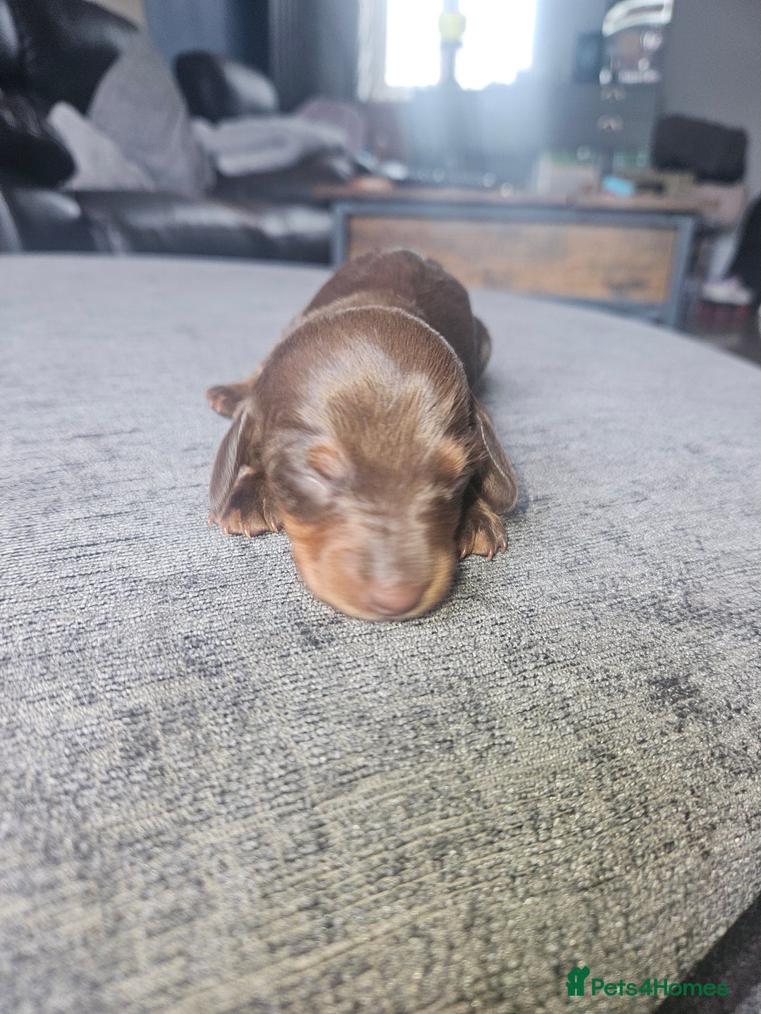 Dachshund dogs for sale: 3/4 Dachsunds  - Image 40