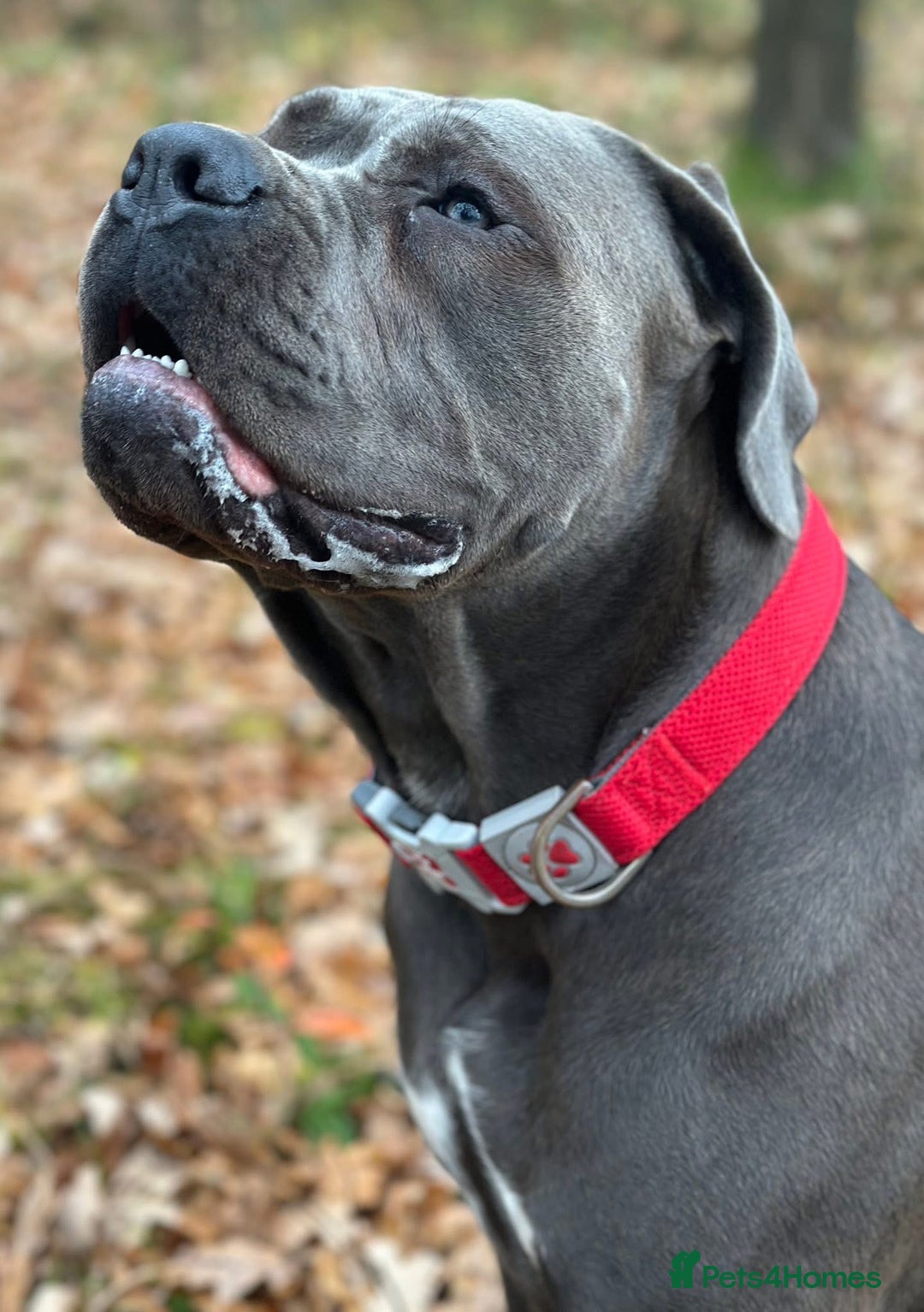 Cane Corso dogs for stud: Stud  - Advert 3