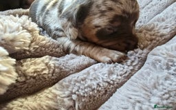 Miniature Dachshund dogs for sale: Dapple miniature dachshund - Image 21