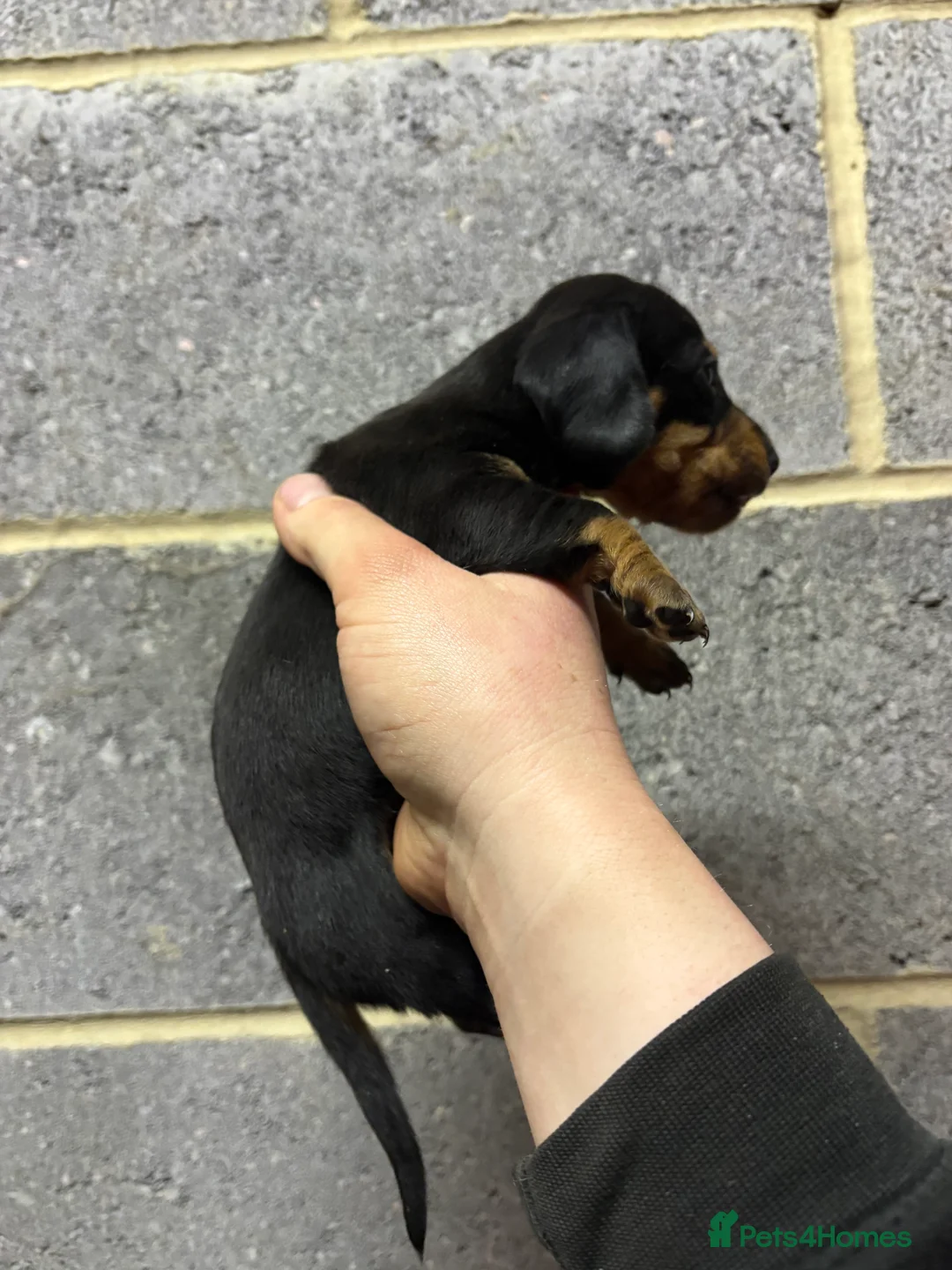 Miniature Dachshund dogs for sale: 5 stunning Dachshund puppies  in Redcar - Advert 9