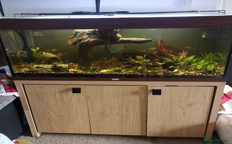 Other/Mixed Breed fish - Advert 1