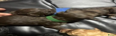 Mr green