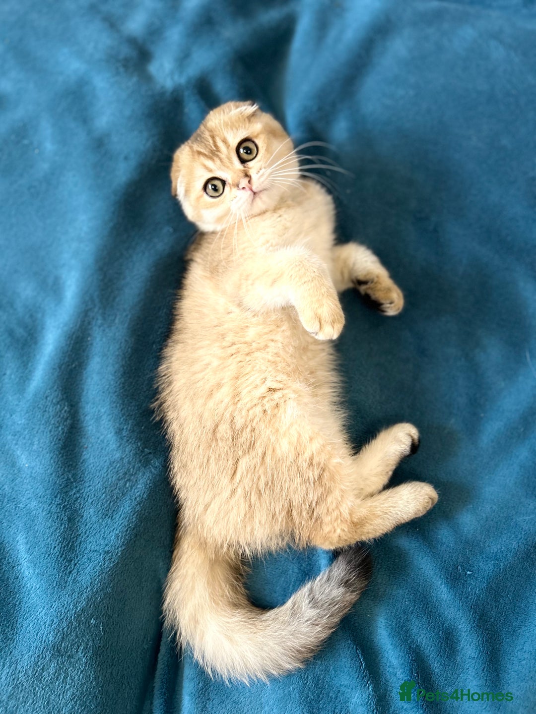 Scottish Fold cats for sale: Gold Chinchilla Scottish fold baby’s  - Image 18