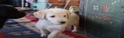 Labradoodle dogs for sale: Licenced Breeder priced to sell - Advert 28