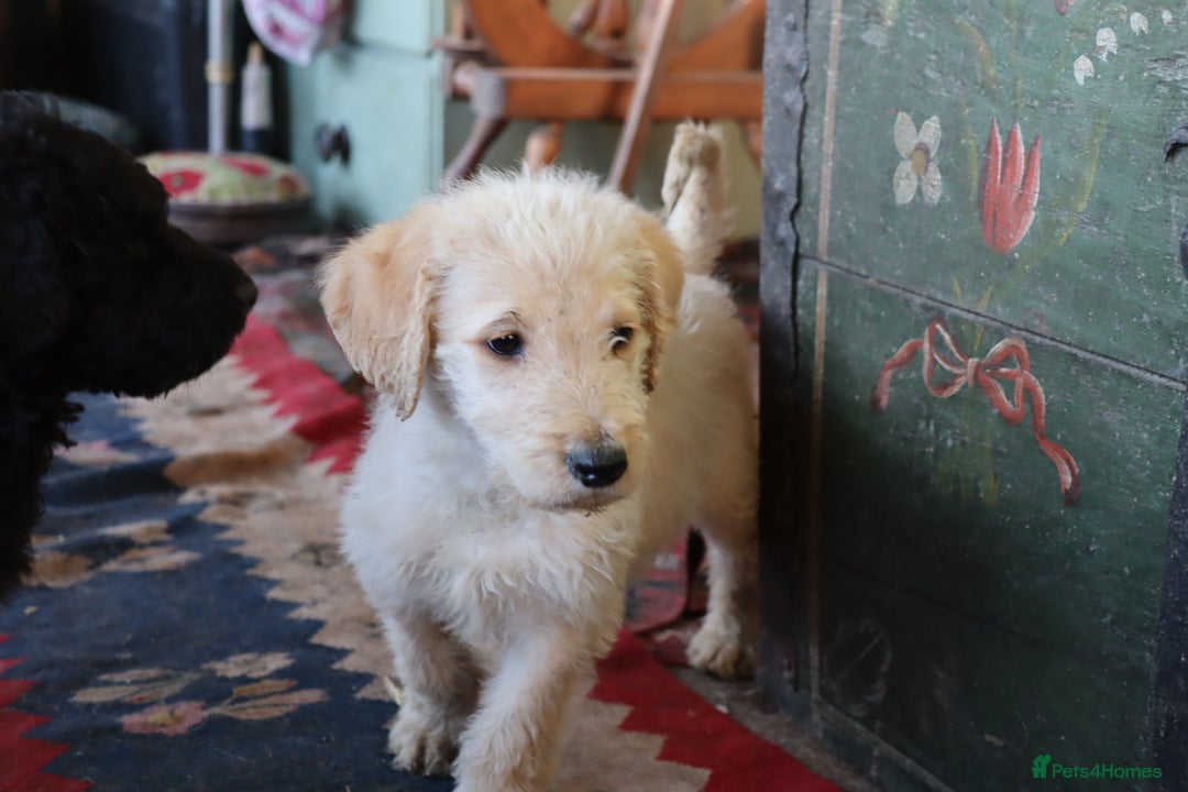 Labradoodle dogs for sale: Lovely Labradoodle Puppies Licenced Breeder - Image 28