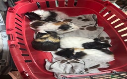 Guinea Pig rodents for sale: Guinea pigs - Image 2