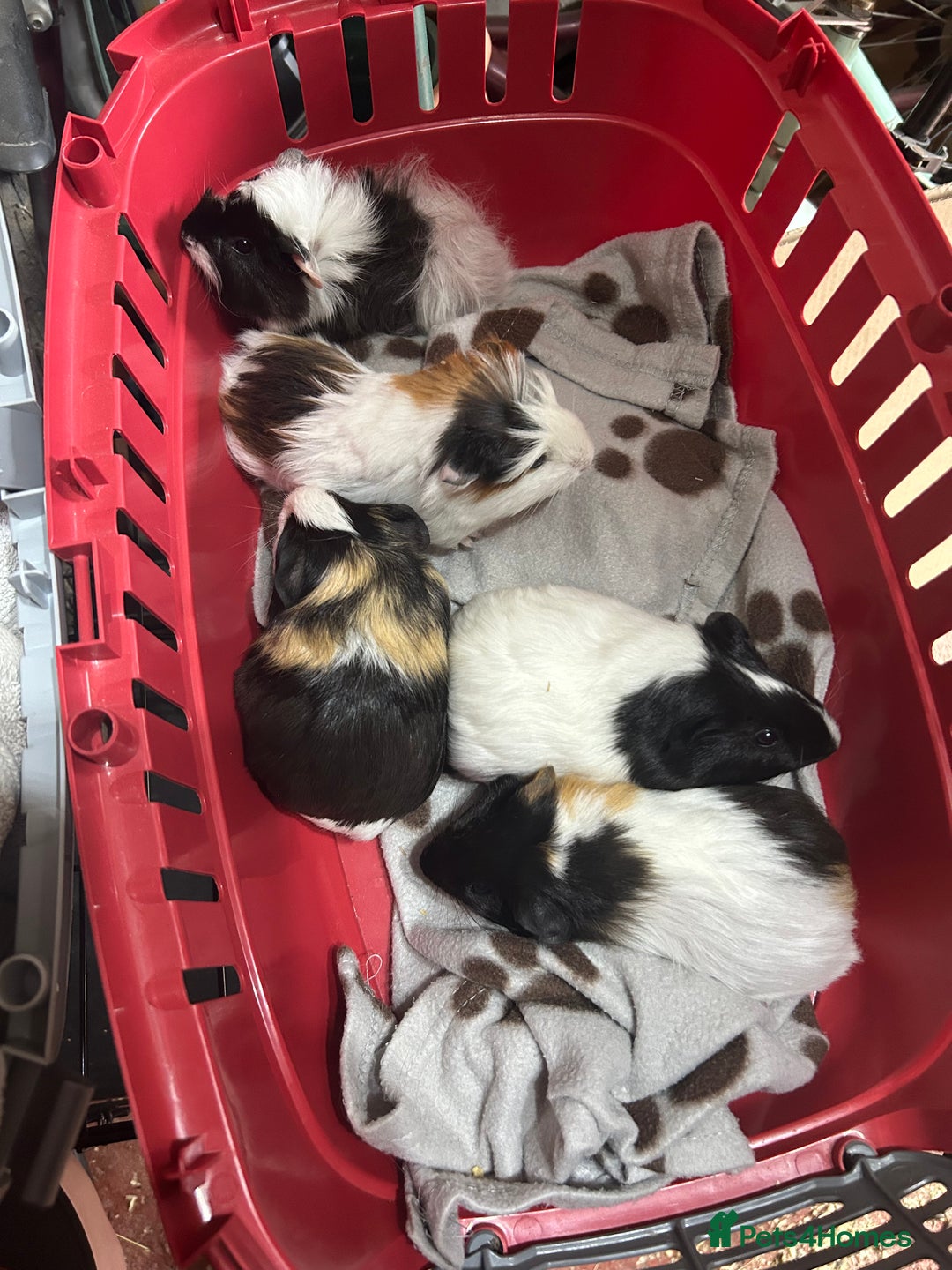 Guinea Pig rodents for sale: Guinea pigs - Image 2