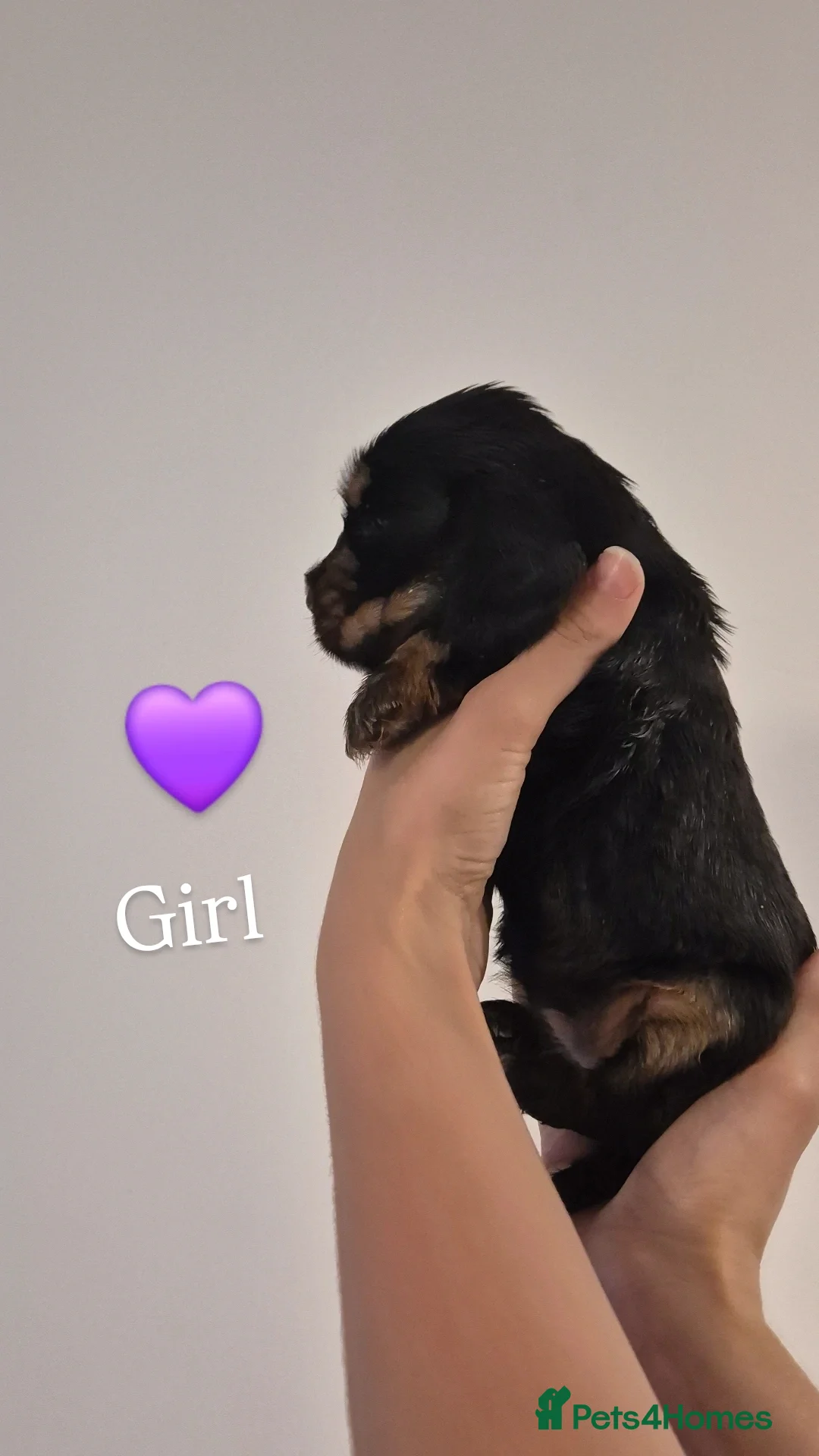Cocker Spaniel dogs for sale: Kc show cocker spaniel puppies - Image 9