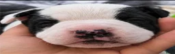 Mixed Breed dogs for sale: 5 beautiful staffy  ** tiff puppies for sale  in Maidstone - Advert 4
