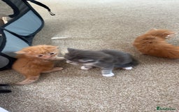 Maine Coon cats for sale: Maine coon kittens  - Image 2