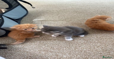 Maine Coon cats - Advert 10