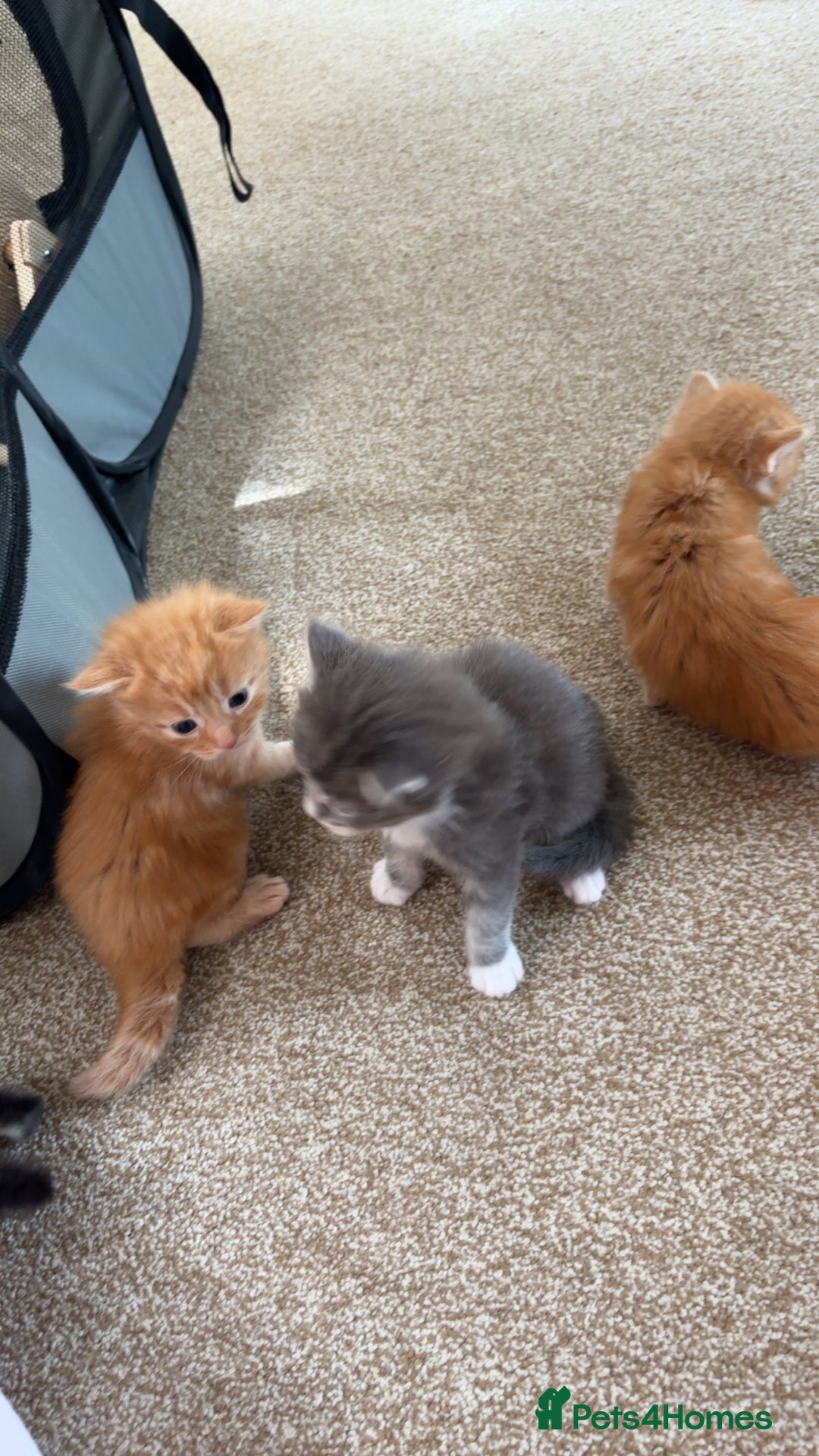 Maine Coon cats for sale: Maine coon kittens  - Image 2