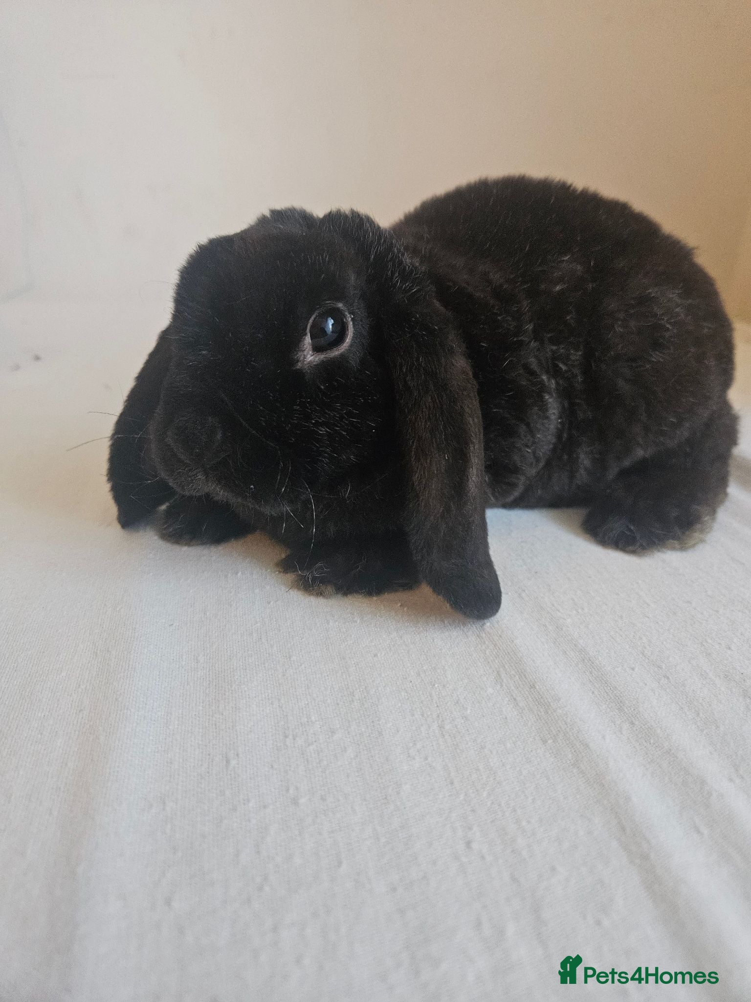 Mini Lop rabbits Exceptional Blue Point Purebred mini lop + friend - Advert 2