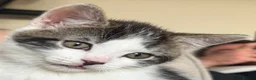 Domestic Shorthair cats for sale: Gorgeous Male Kitten in Bristol - Advert 5
