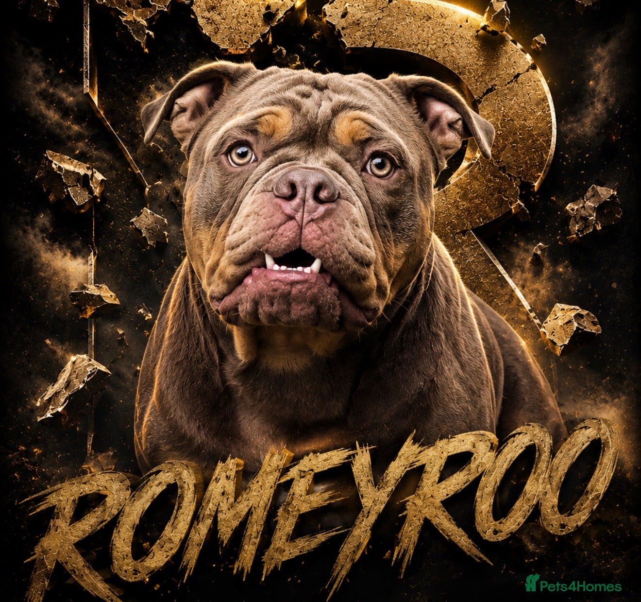 Olde English Bulldogge dogs ROMEY for stud  - Advert 7