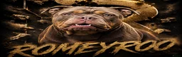 Olde English Bulldogge dogs for stud: ROMEY for stud  - Advert 1