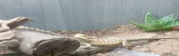 Bearded Dragon reptiles for sale: Babies bearded dragons  - Advert 4