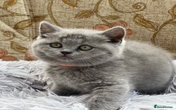 British Shorthair cats for sale: Beautiful Female BSH  - Image 3
