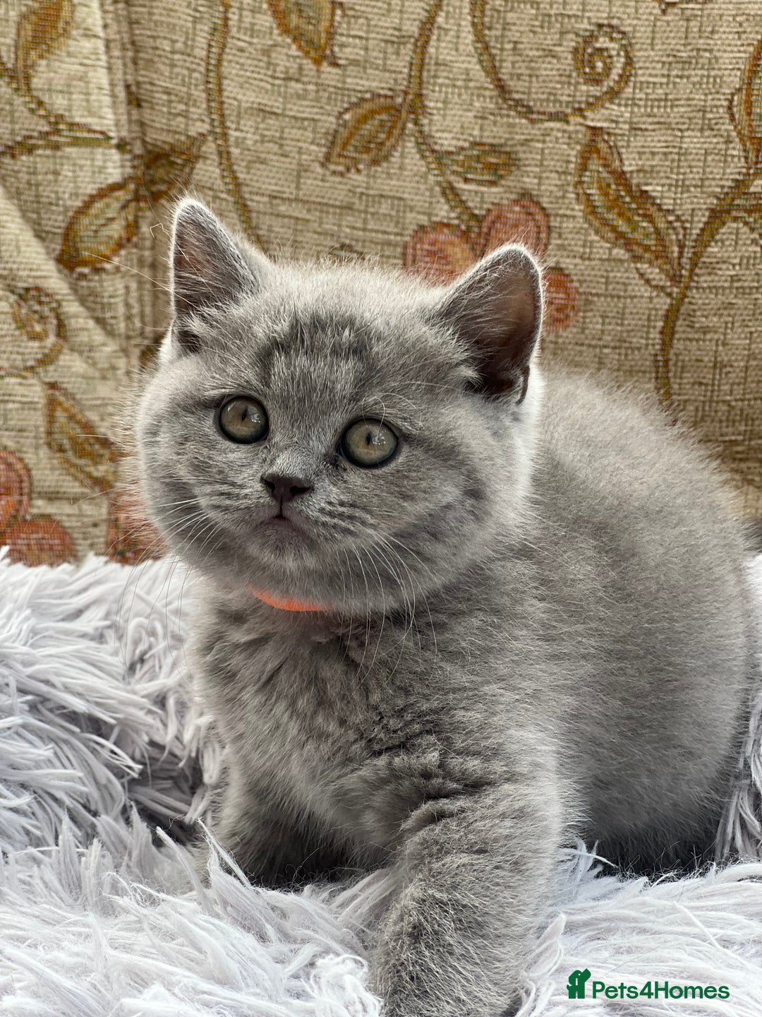 British Shorthair cats for sale: Beautiful Female BSH  - Image 3