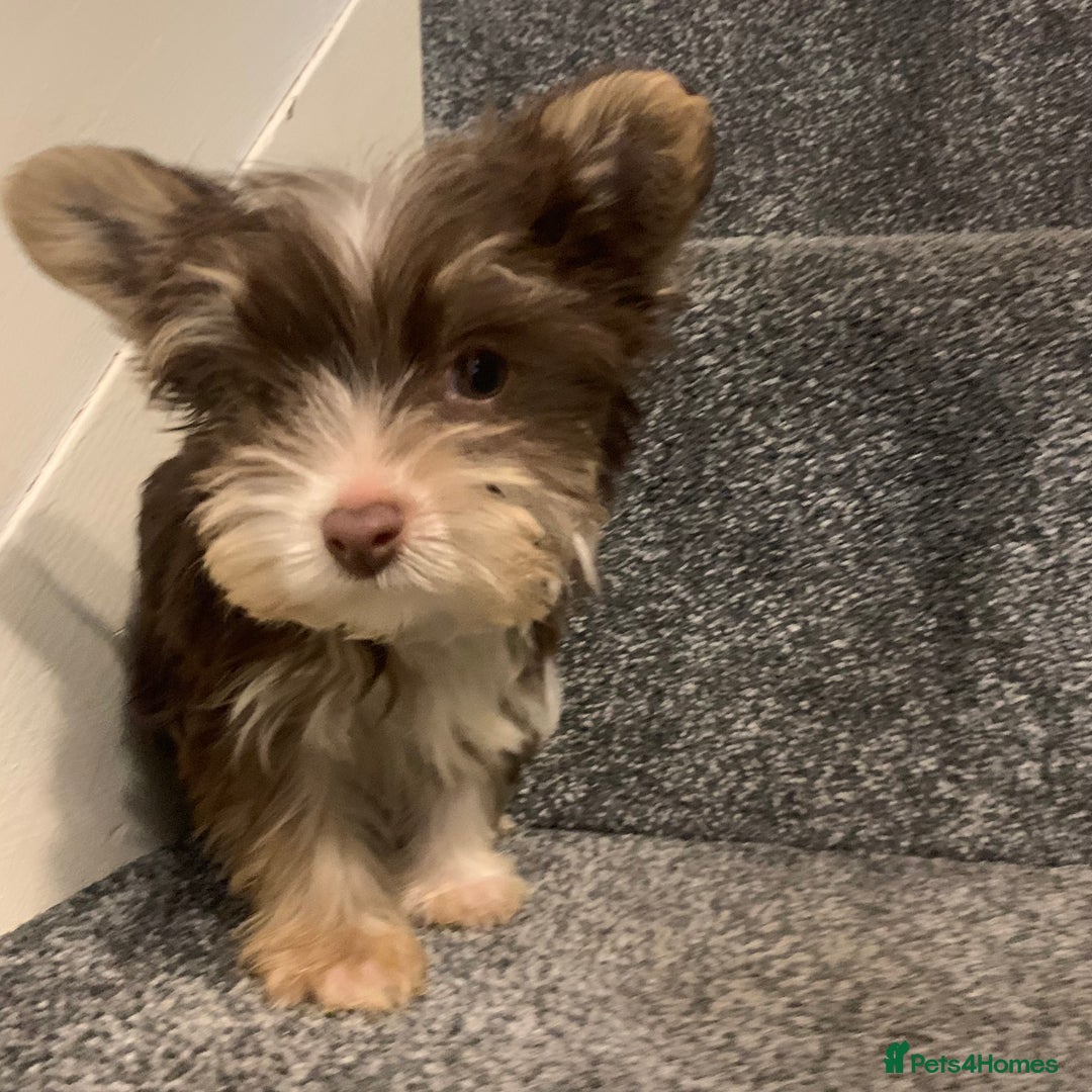 Biewer Terrier dogs for sale: Last 3 Stunning Biewer Terrier puppies - Image 7