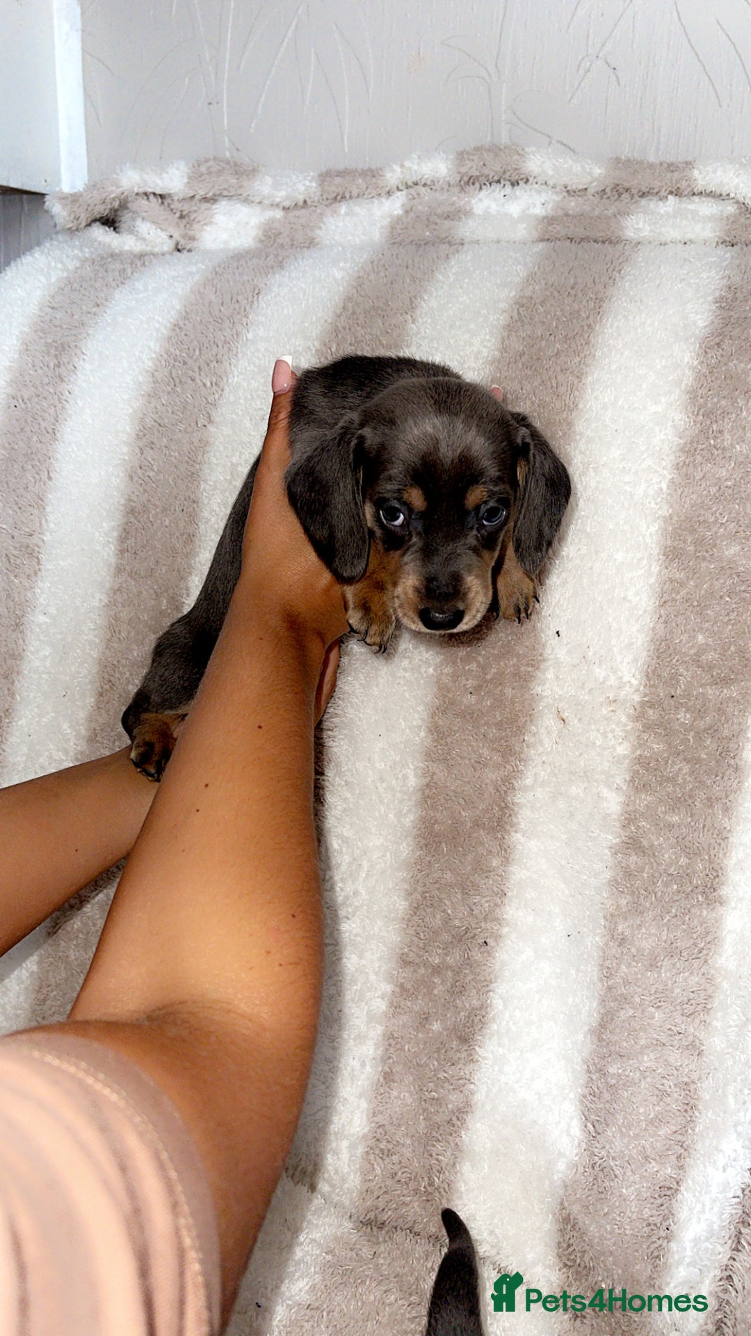 Dachshund dogs for sale: Ready to leave 5th of August  - Image 5